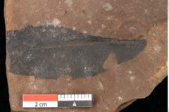 Foto (Detailsansicht) von Quercus palaeoilex Ettingshausen (NHMW-GEO-2024-0188-0910)